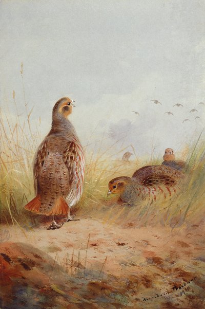 Three English Partridges, 1910 by Archibald Thorburn